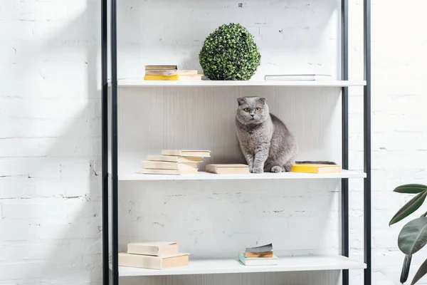 Cute scottish fold cat sitting on shelving unit on white — Stock Photo