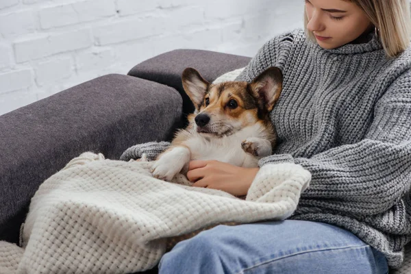 Young woman sitting on sofa with funny pembroke welsh corgi covered in blanket — Stock Photo