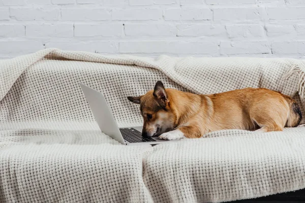 Adorable corgi dog on sofa with laptop — Stock Photo