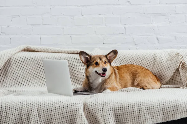 Funny welsh corgi dog on sofa with laptop — Stock Photo