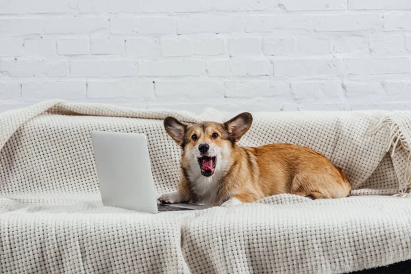 Bostezo perro corgi en el sofá con el ordenador portátil - foto de stock