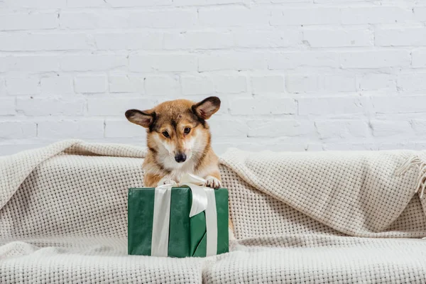 Adorable corgi dog sitting on sofa with green gift on white background — Stock Photo