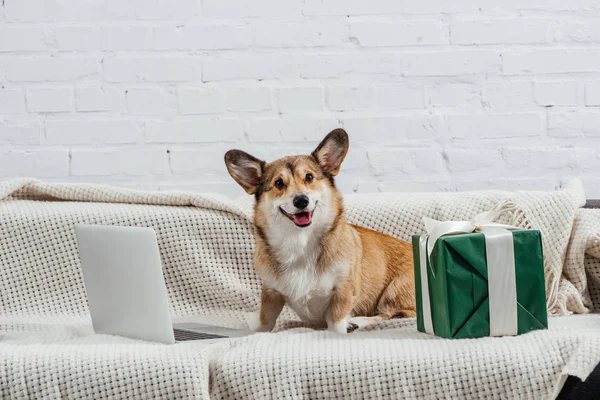 Cute welsh corgi dog sitting on sofa with laptop and gift — Stock Photo