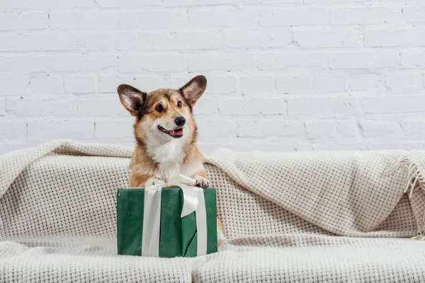 Cute pembroke welsh corgi dog on sofa with green gift — Stock Photo