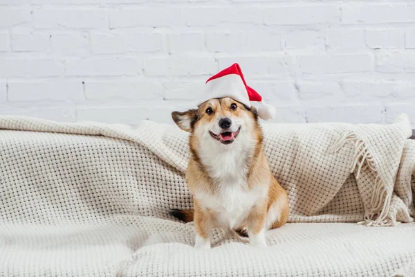 Pembroke welsh corgi in santa hat on sofa with white background — Stock Photo