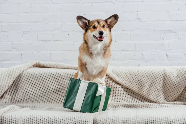 Funny pembroke welsh corgi dog sitting on sofa with green gift — Stock Photo