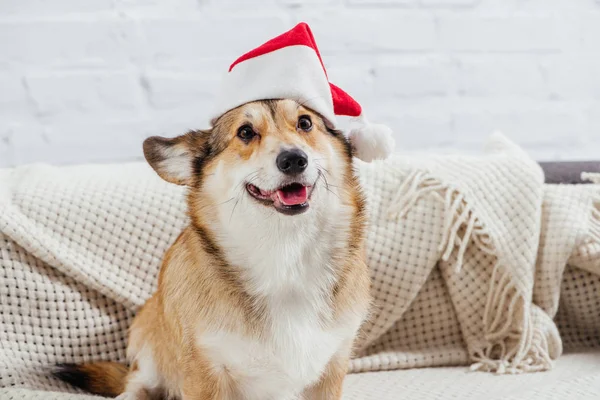 Divertido pembroke galés corgi perro en santa hat en sofá — Stock Photo