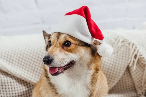 Funny pembroke welsh corgi dog in santa hat on sofa — Stock Photo