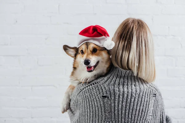 Back view of girl in grey sweater holding cute pembroke welsh corgi dog in santa hat on white — Stock Photo