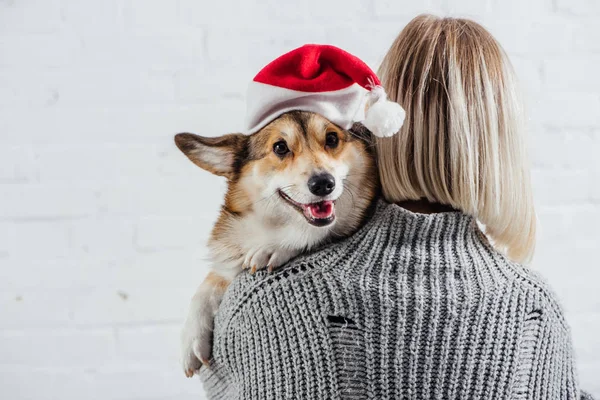 Back view of girl in grey sweater holding adorable Welsh corgi dog in santa hat on white — стоковое фото