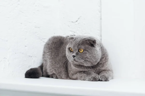 Divertido escocés plegable gato en blanco fondo - foto de stock