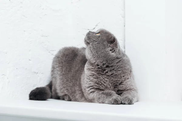 Funny scottish fold cat looking up on white background — Stock Photo