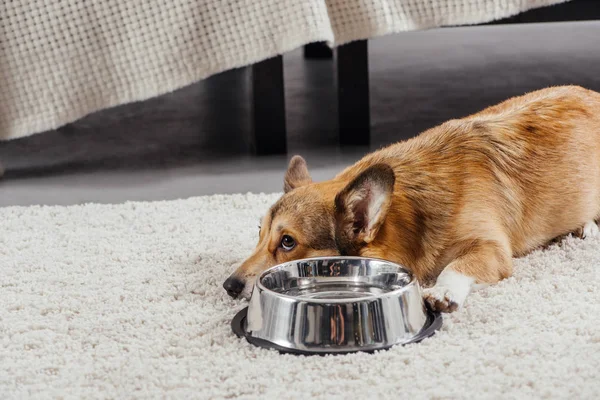 Cute pembroke welsh corgi dog lying near metal pet bowl and looking up — Stock Photo