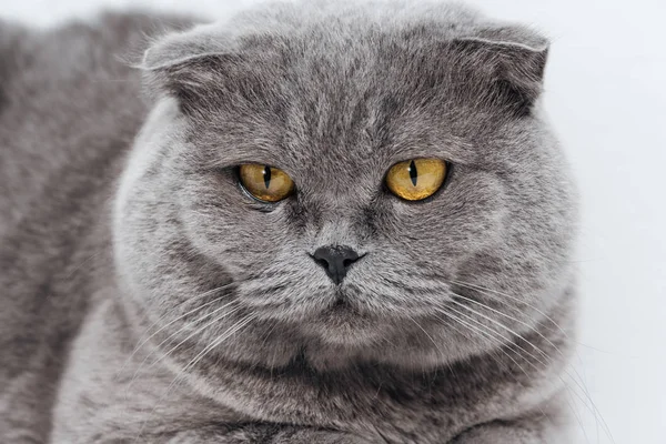 Close up of adorable scottish fold cat on white — Stock Photo