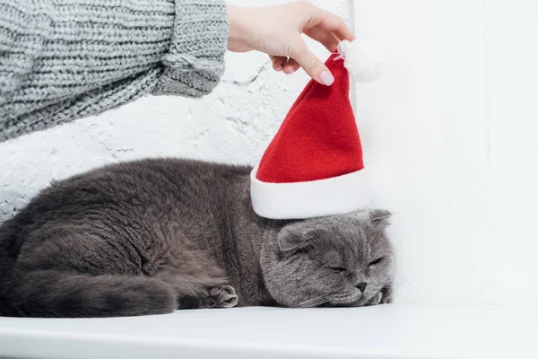 Vista ritagliata della donna mettendo cappello di Babbo Natale sul simpatico gatto piega scozzese — Foto stock
