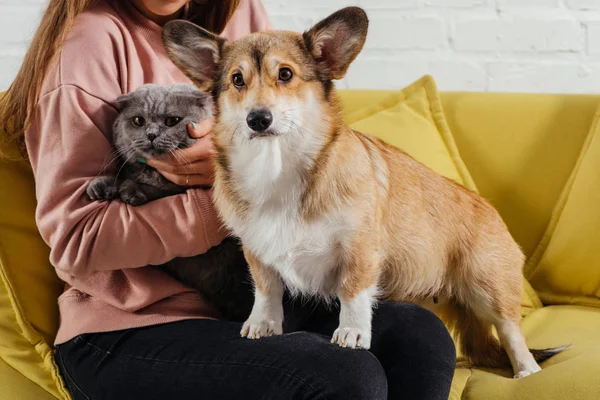 Cropped view of woman on sofa with pembroke welsh corgi dog and cute scottish fold cat — Stock Photo