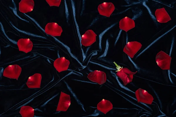 Glänzendes schwarzes Velourtuch mit roten Rosen und Blütenblättern — Stockfoto