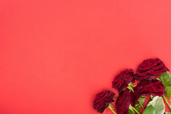 Vista desde arriba de ramo de rosas rojas aisladas en rojo, San Valentín concepto de día - foto de stock