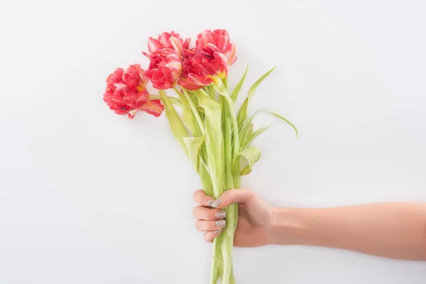 Vista recortada de la mujer sosteniendo tulipanes aislados en blanco - foto de stock