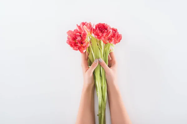 Vista recortada de la mujer sosteniendo tulipanes en las manos aisladas en blanco - foto de stock