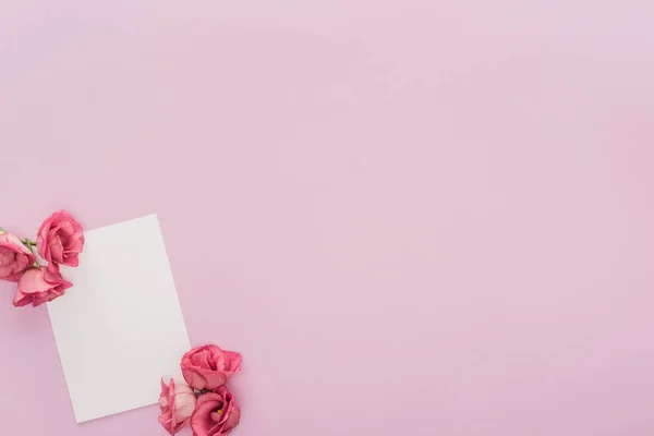 Top view of flowers and blank card isolated on pink with copy space — Stock Photo