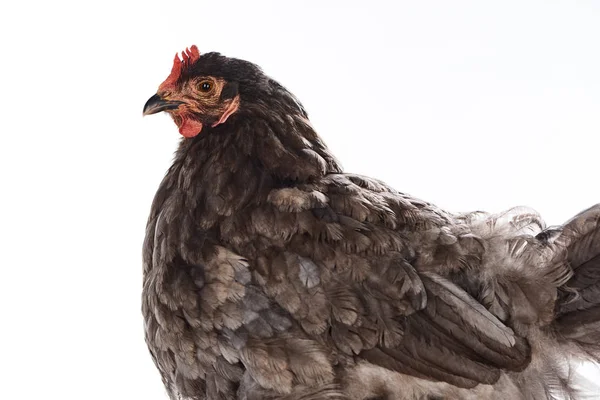 Primer plano de gallina de raza pura marrón aislado en blanco - foto de stock