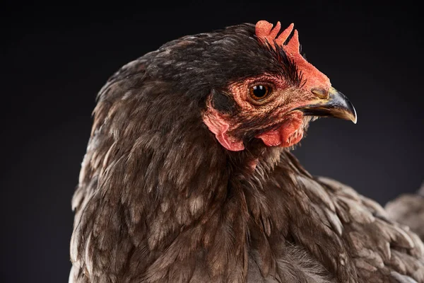 Nahaufnahme von reinrassigen braunen Hühnern isoliert auf schwarz — Stockfoto
