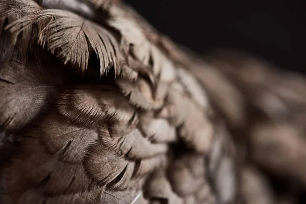 Close up texture of brown chicken feathers isolated on black — Stock Photo