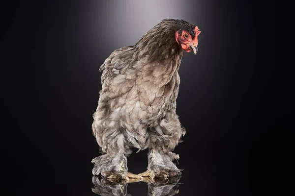 Pollo de granja de raza pura con plumas marrones de pie sobre gris oscuro - foto de stock