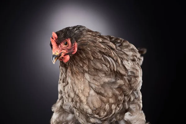 Primer plano de lindo pollo marrón granja en gris oscuro - foto de stock