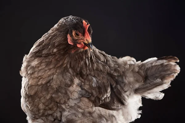 Farm hen with brown feathers isolated on black — Stock Photo