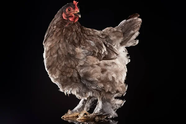 Pollo de granja con plumas marrones aisladas en negro - foto de stock