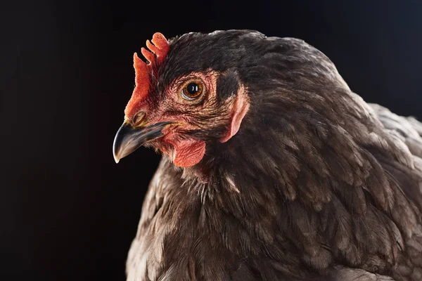 Nahaufnahme von niedlichen braunen Hühnern isoliert auf schwarz — Stockfoto