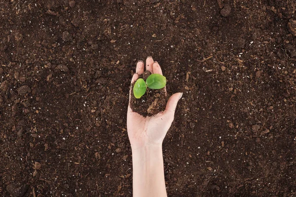 Vue recadrée de la femme tenant le sol avec une plante verte à la main, protégeant le concept de la nature — Stock Photo