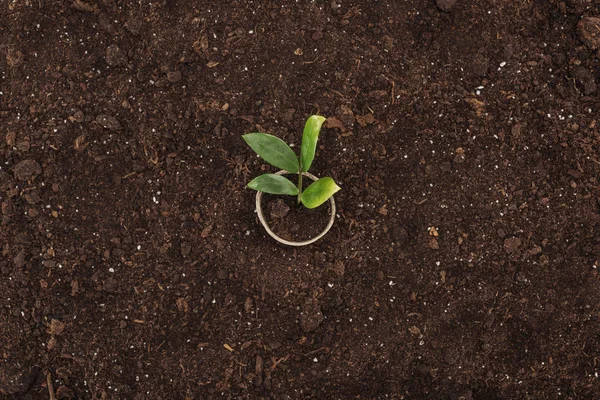 Vue de dessus du pot avec petite plante avec feuilles, concept de protection de la nature — Photo de stock