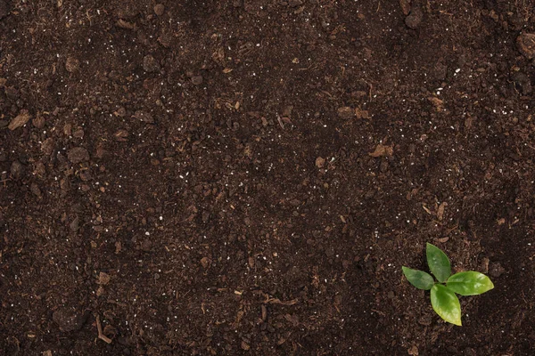 Vista superior de la pequeña planta con hojas verdes, protegiendo el concepto de la naturaleza - foto de stock