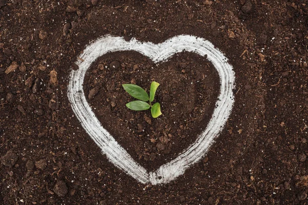 Top view of small plant with green leaves inside of heart shape drawing, protecting nature concept — Stock Photo