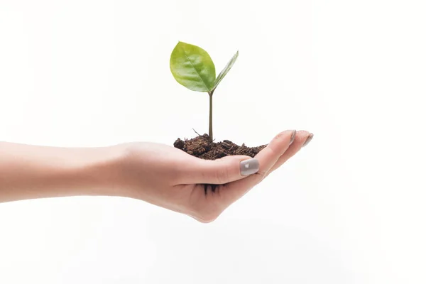 Vista ritagliata della donna tenuta terra con pianta verde isolata su bianco — Foto stock