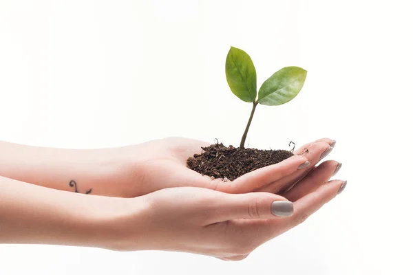 Vista ritagliata di donna tenuta terra con pianta verde in mani isolate su bianco — Foto stock