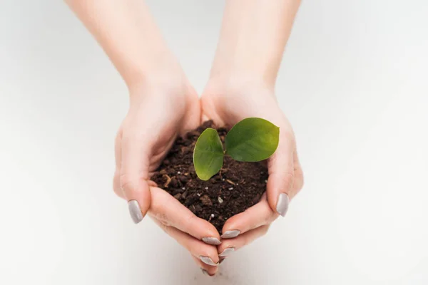 Cropped view of woman holding ground with green leaves in hands isolated on white — Stock Photo