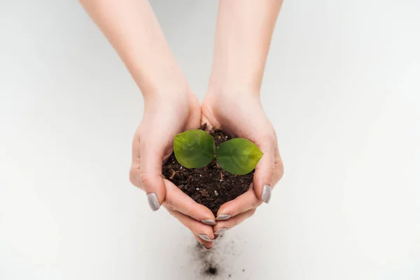 Cropped view of woman saving ground with green leaves in hands isolated on white — Stock Photo