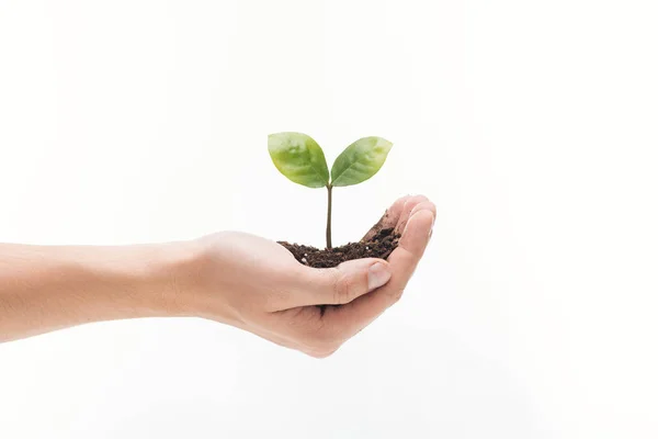 Cropped view of man holding ground with green leaves in hand isolated on white — Stock Photo