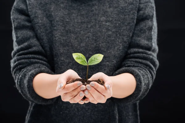 Cropped view of woman holding ground with green leaves in hands isolated on black — Stock Photo