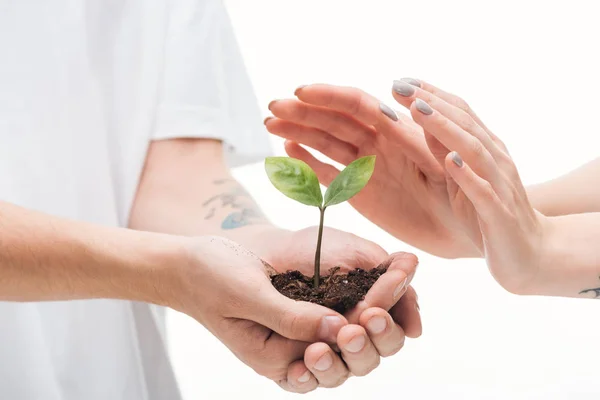 Cropped view of man holding ground with plant in hands near woman isolated on white — Stock Photo