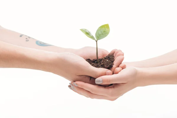 Cropped view of couple holding ground with small plant in hands isolated on white — Stock Photo