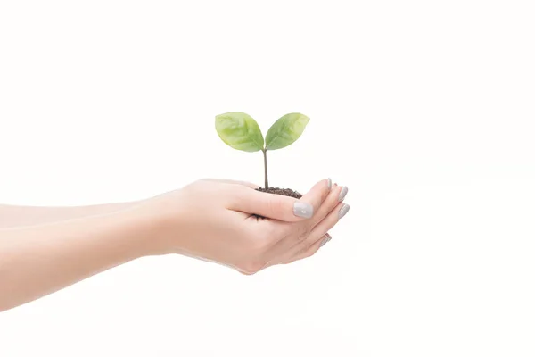 Vista ritagliata della donna risparmiando terreno con pianta verde isolata su bianco — Foto stock