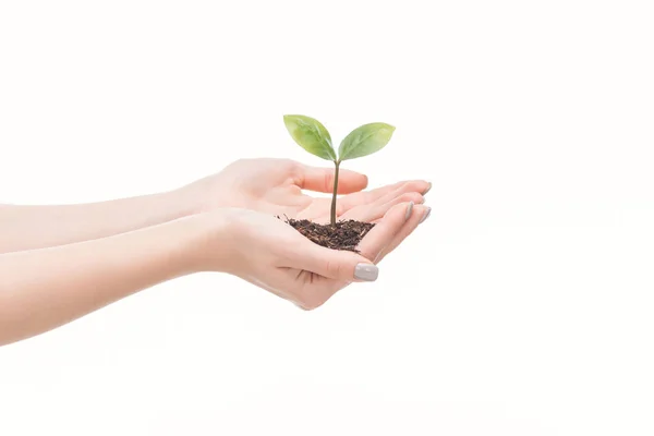 Cropped view of female hands holding ground with green plant isolated on white — Stock Photo
