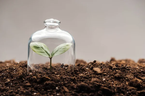 Petite plante verte recouverte de bocal cloche isolé sur gris — Photo de stock