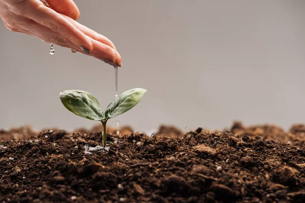 Cropped view of woman watering small green plant isolated on grey — Stock Photo