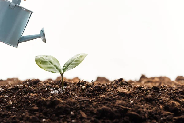 Juguete regadera cerca de la planta verde aislado en blanco - foto de stock